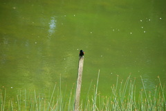 Agelaius phoeniceus caurinus