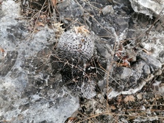Mammillaria haageana
