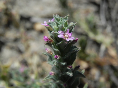 Smooth spike-primrose (Epilobium campestre)