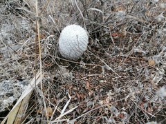 Mammillaria albilanata