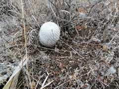Mammillaria albilanata