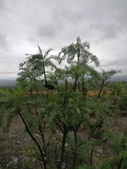 Pseudosmodingium andrieuxii