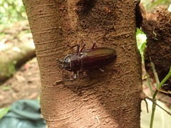 Mallodonopsis mexicanus
