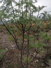 Pseudosmodingium andrieuxii