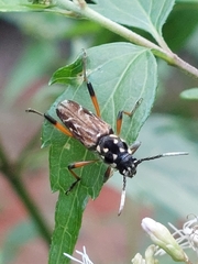 Xylotrechus grayii