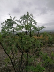 Pseudosmodingium andrieuxii