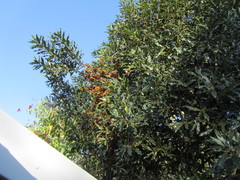 Euclea natalensis natalensis