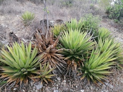 Agave kerchovei
