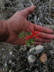 Calliandra californica