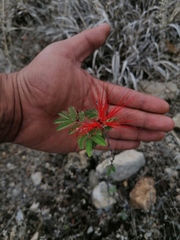 Calliandra californica