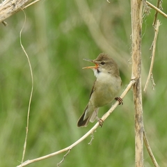 Acrocephalus dumetorum