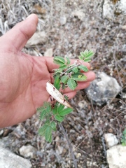 Calliandra californica