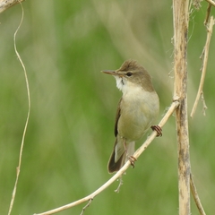 Acrocephalus dumetorum