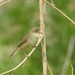 Acrocephalus dumetorum