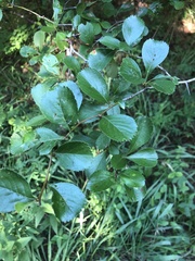Crataegus berberifolia