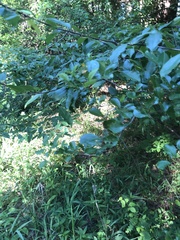 Crataegus berberifolia