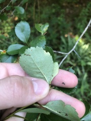 Crataegus berberifolia