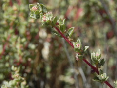 Atriplex pacifica