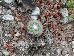 Coryphantha retusa