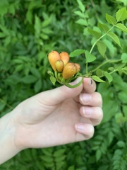 Campsis radicans