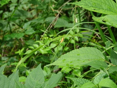 Sparganothis sulfureana