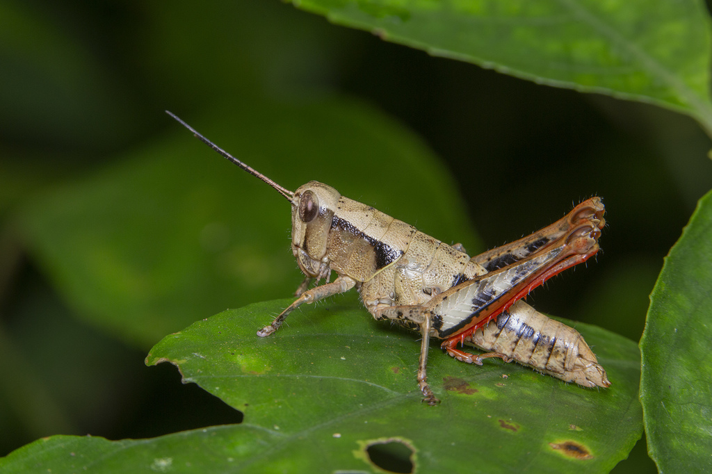 Ranacris