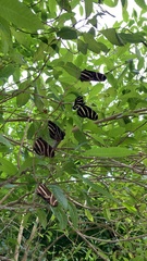 Heliconius charithonia