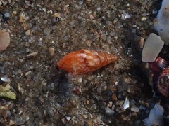 Mitrella lincolnensis