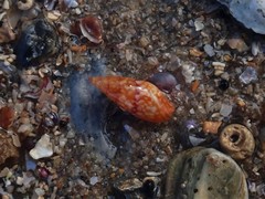 Mitrella lincolnensis