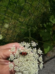 Stictoleptura cordigera