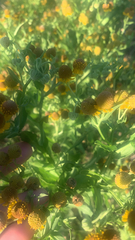 Helenium microcephalum