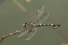 Sinictinogomphus clavatus