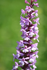 Gymnadenia densiflora