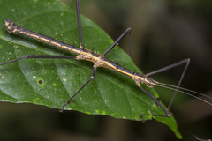 Neohirasea catbaensis