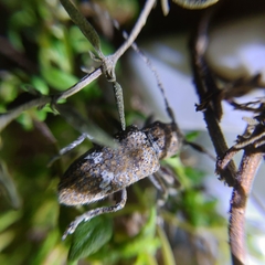 Prosoplus bankii