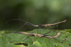 Neohirasea catbaensis