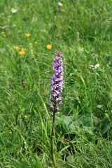 Gymnadenia densiflora