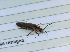 Denticollis denticornis