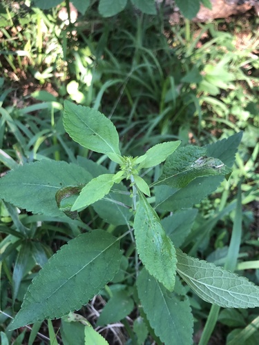Scutellaria incana