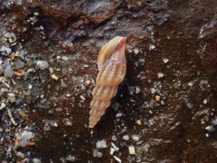 Turridae