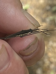 Aquarius conformis