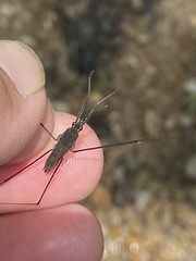 Aquarius conformis