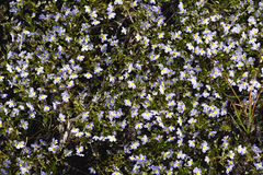 Porterella carnosula