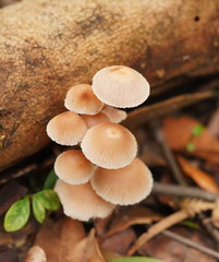 Mycena clarkeana