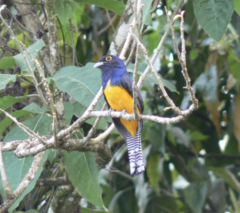 Trogon violaceus