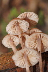 Mycena clarkeana