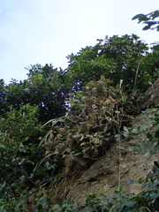 Pachystegia insignis