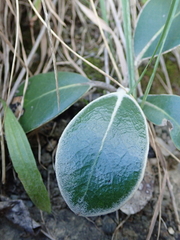 Pachystegia insignis