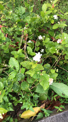 Jasminum sambac