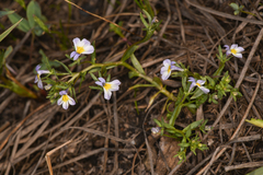 Porterella carnosula